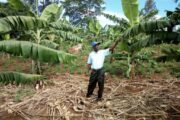 Foundations for Farming makes a big impact in Kaihura!